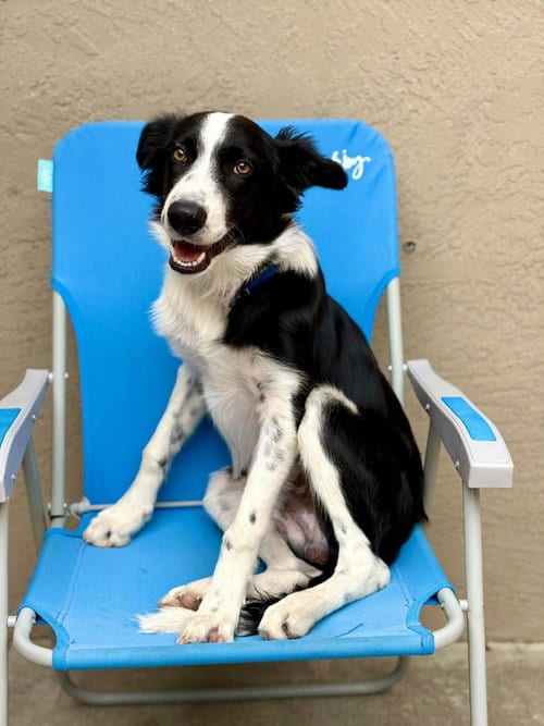Photo of Ralphie, adoptable Border Collie in Paso Robles, California