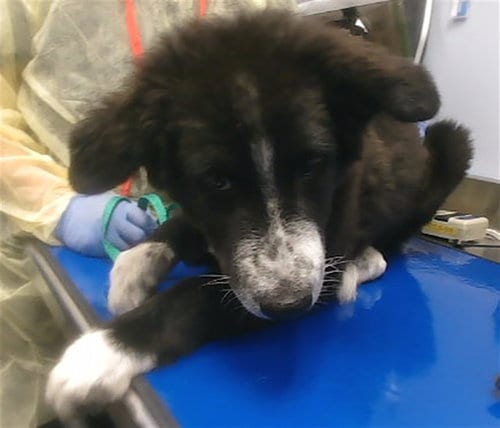 Photo of Sunny Jr, adoptable Anatolian Shepherd in Phoenix, Arizona