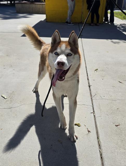 Photo of Bingo, adoptable Siberian Husky in Downey, California