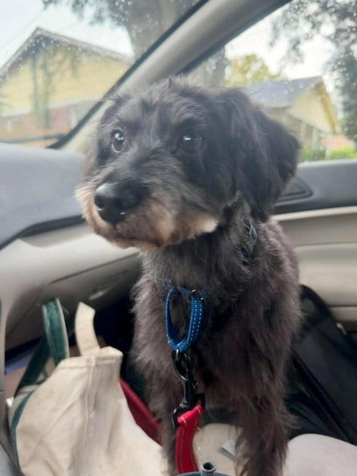 Photo of Bentley, adoptable Shih Tzu in Mcclellanville, South Carolina