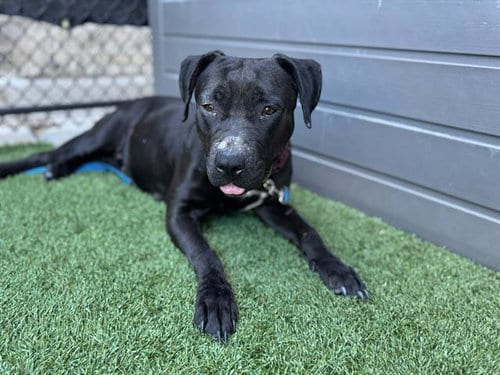 Photo of Sable, adoptable Pit Bull Terrier in Dallas, Texas