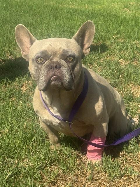 Photo of Sand Dune, adoptable French Bulldog in Riverside, California