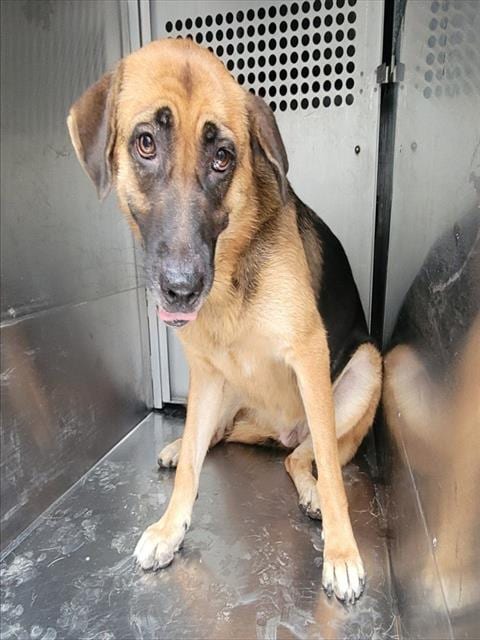 Photo of Lana, adoptable German Shepherd Dog in Garland, Texas