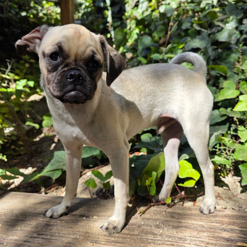 Photo of Inky, adoptable Pug / Mixed Breed (Small) in California, California