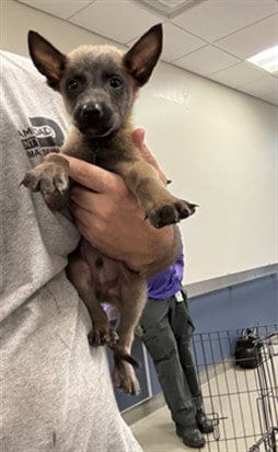 Photo of Noah, adoptable Belgian Shepherd Malinois in Miami, Florida