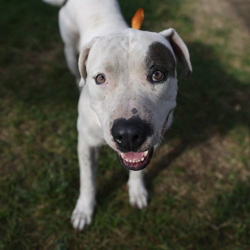 Photo of Tulio, adoptable American Staffordshire Terrier in San Antonio, Texas