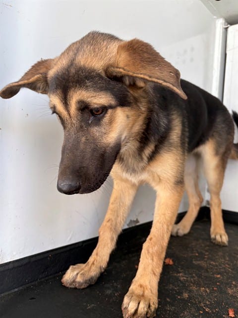 Photo of Senior German Shepherd Dog, adoptable German Shepherd Dog in Bakersfield, California
