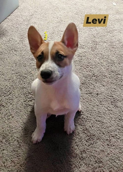 Photo of Levi, adoptable Cattle Dog in Marine City, Michigan