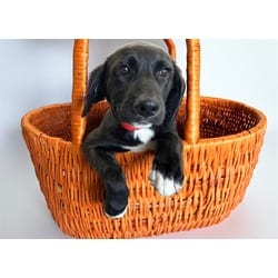 Photo of Beth, adoptable Weimaraner in Ft Lauderdale, Florida