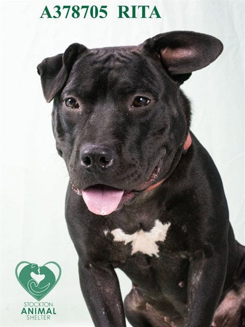 Photo of Rita, adoptable Pit Bull Terrier in Stockton, California