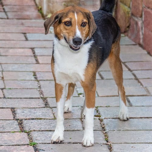 Photo of Scout, adoptable Beagle in Maryland, Missouri