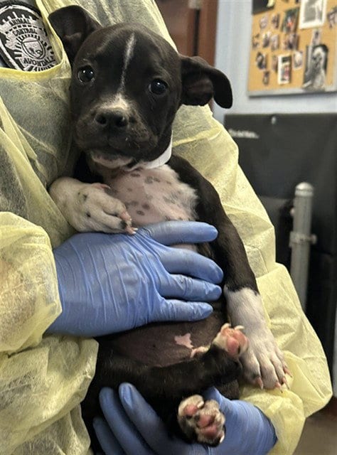 Photo of King Pup, adoptable American Pit Bull Terrier in Phoenix, Arizona
