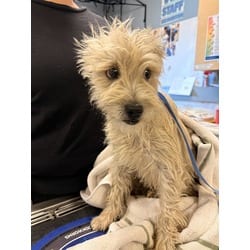Photo of Bob, adoptable Terrier (Unknown Type, Medium) in Jurupa Valley, California