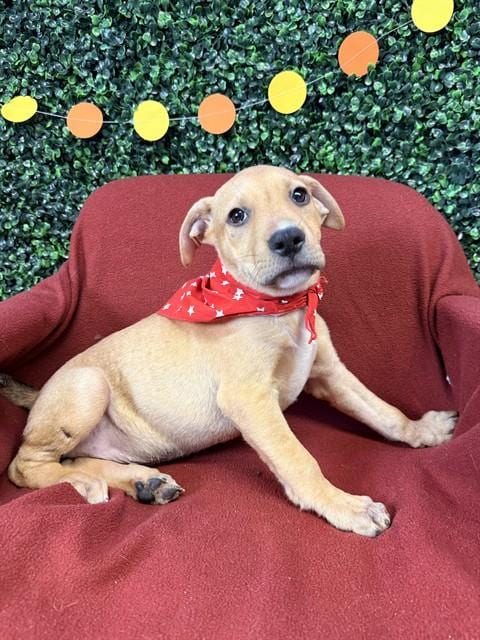 Photo of Pumba, adoptable Labrador Retriever in Corpus Christi, Texas
