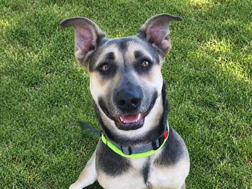 Photo of Peter, adoptable German Shepherd Dog in Martinez, California