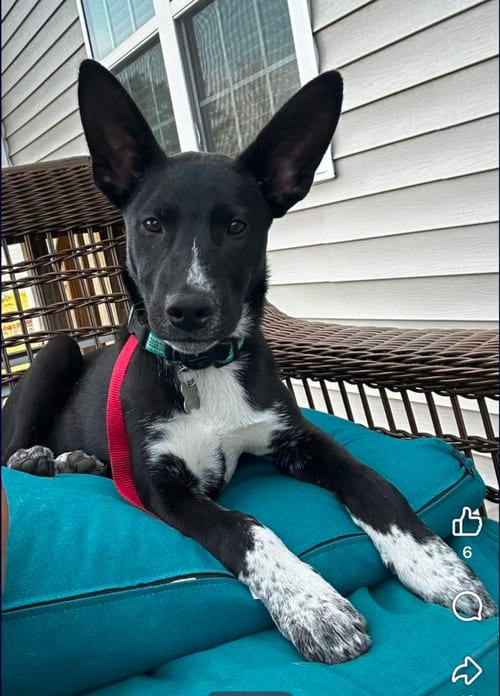 Photo of Tyler, adoptable White German Shepherd in Holly Springs, North Carolina