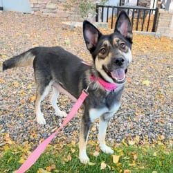 Photo of 1189 (2026) Calliope, adoptable German Shepherd Dog Mixed Breed (Medium) in Parker, Colorado