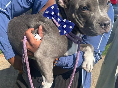 Photo of A663243, adoptable American Pit Bull Terrier in Houston, Texas