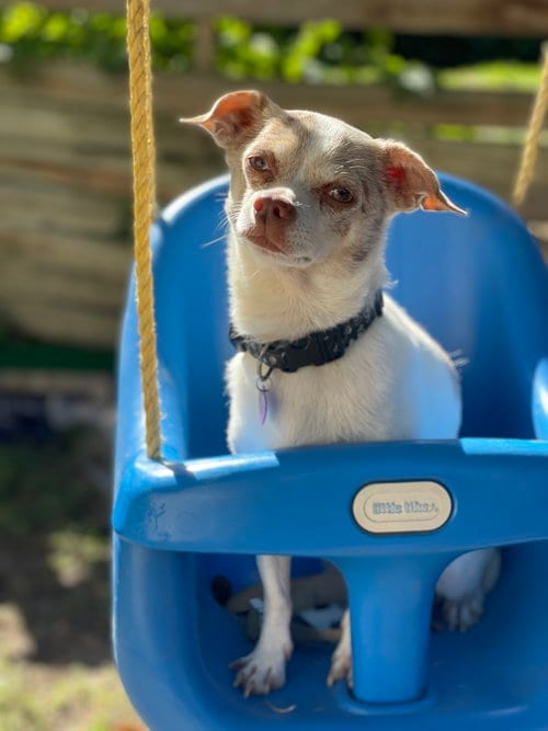 Photo of Cuyon, adoptable Chihuahua in St. Louis Park, Minnesota