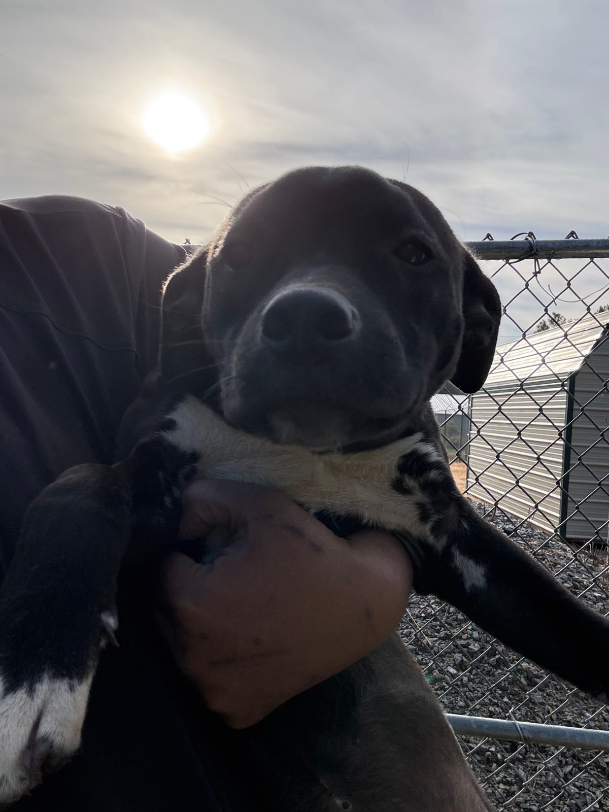 Photo of Lily, adoptable Terrier, Pit Bull/Mix in Raeford, North Carolina