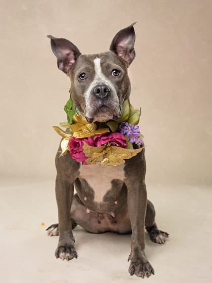 Photo of Anastasia, adoptable dog in Atlanta, Georgia