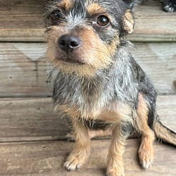 Photo of Amor, adoptable Chihuahua Terrier (Unknown Type, Small) in Union Grove, Wisconsin