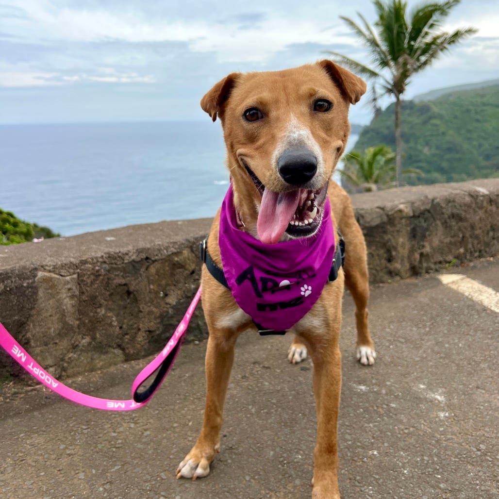 Photo of Chantilly, adoptable Mixed Breed (Medium)