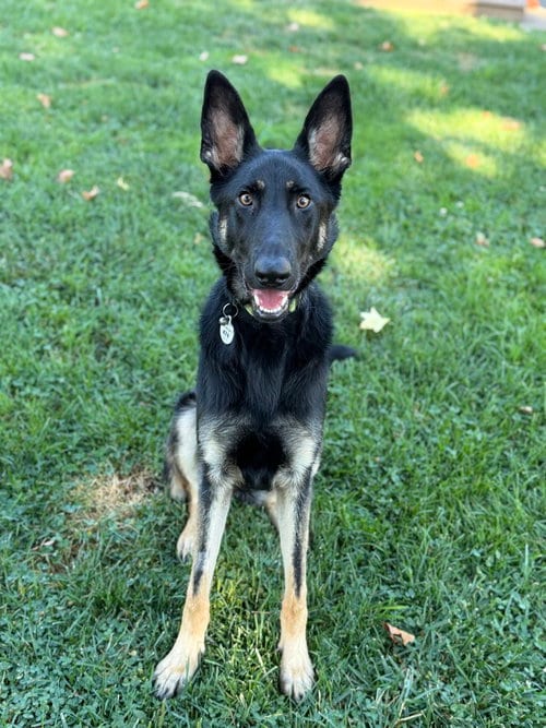 Photo of Otti, adoptable German Shepherd Dog in West Sacramento, California