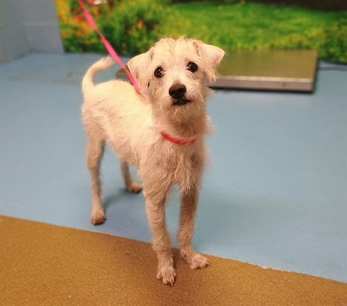 Photo of Nikki, adoptable Terrier in Moreno Valley, California