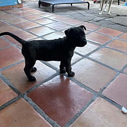 Photo of Jade, adoptable Labrador Retriever Mutt in EAST FALMOUTH, Massachusetts