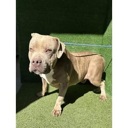 Photo of Hippo, adoptable American Bulldog in Lancaster, California