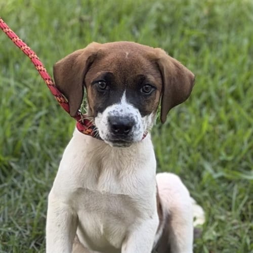 Photo of Gravy, adoptable Beagle in Yardley, Pennsylvania