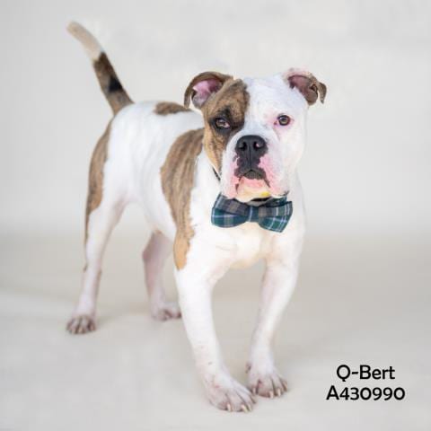 Photo of Q-Bert, adoptable American Bulldog in Conroe, Texas