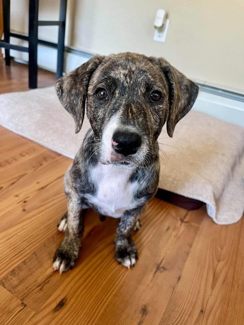 Photo of Wyatt ('Bama Bunch 2026), adoptable Pit Bull Terrier in Wenonah, New Jersey