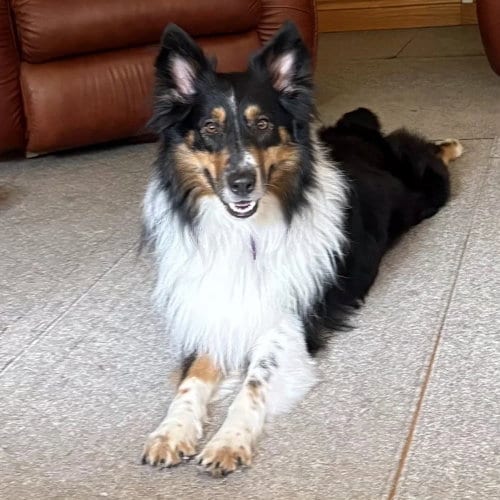 Photo of Sam, adoptable Collie in Dublin, Ohio