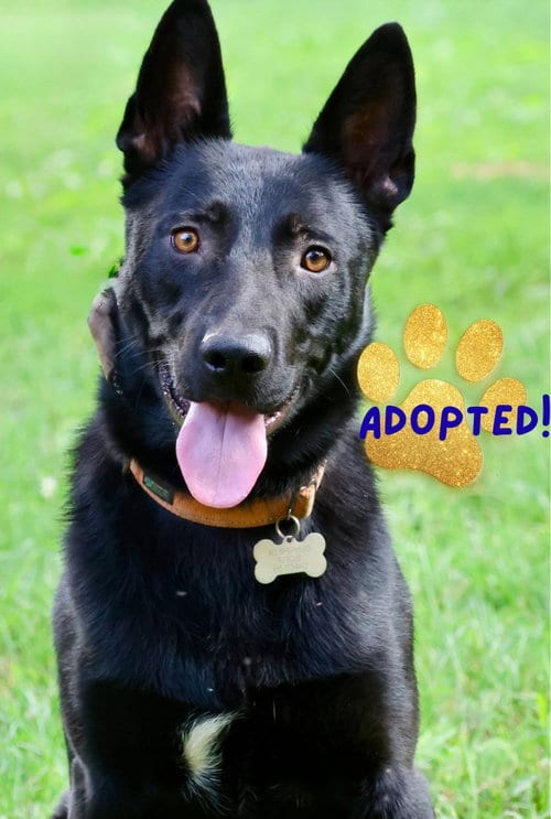 Photo of Knight, adoptable German Shepherd Dog in Baltimore, Maryland