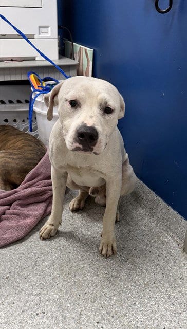 Photo of Coco, adoptable American Pit Bull Terrier in Pasadena, Texas