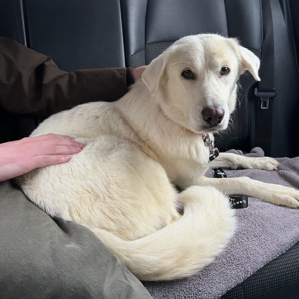 Photo of Jolene, adoptable Pyrenees, Great / Retriever, Labrador