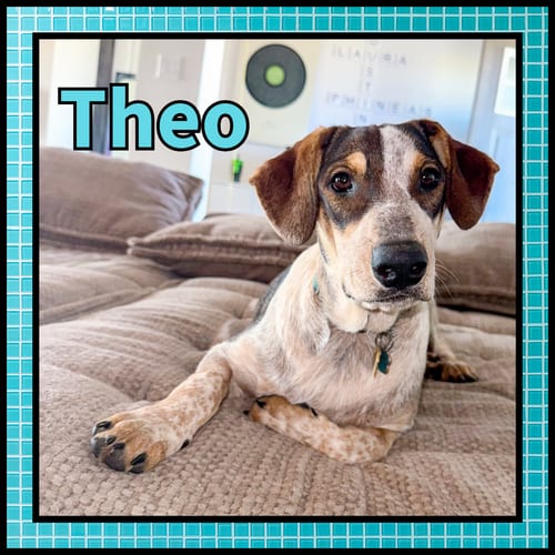 Photo of Theo GDP, adoptable Collie in Denton, Texas