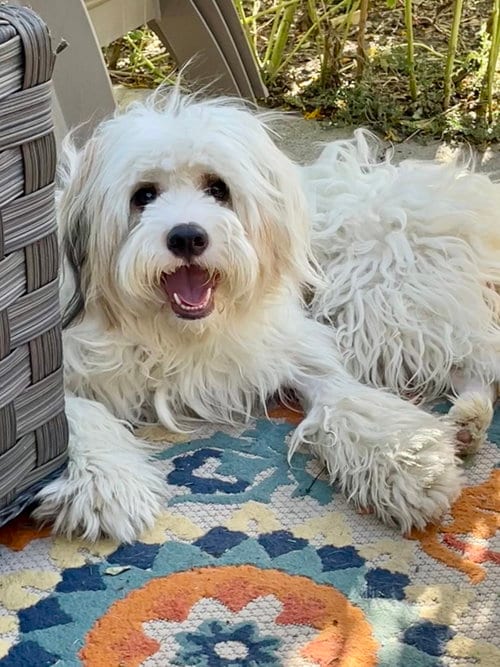 Photo of Marsha Mallow, adoptable Poodle (unknown type) in Sandy, Utah