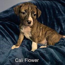 Photo of Callie Flower, adoptable Plott Hound American Staffordshire Terrier in St. Clair Shores, Michigan