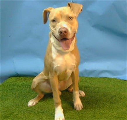 Photo of Nico, adoptable Pit Bull Terrier in Gardena, California