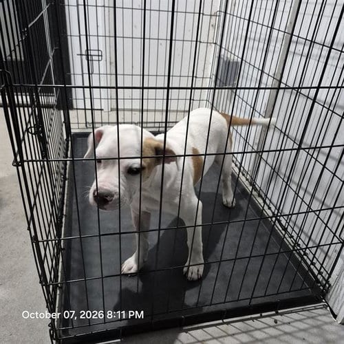 Photo of Bruno, adoptable Terrier in San Antonio, Texas