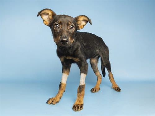 Photo of Willa, adoptable German Shepherd Dog in Phoenix, Arizona