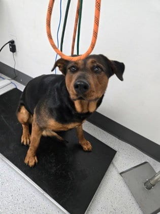 Photo of Elena, adoptable Rottweiler in Oakland, California