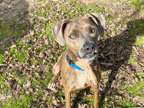 Photo of Dakota, adoptable American Staffordshire Terrier in Waco, Texas