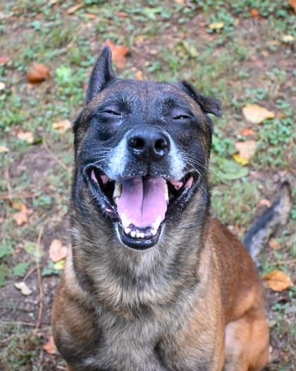 Photo of Shakur, adoptable dog in Chamblee, Georgia