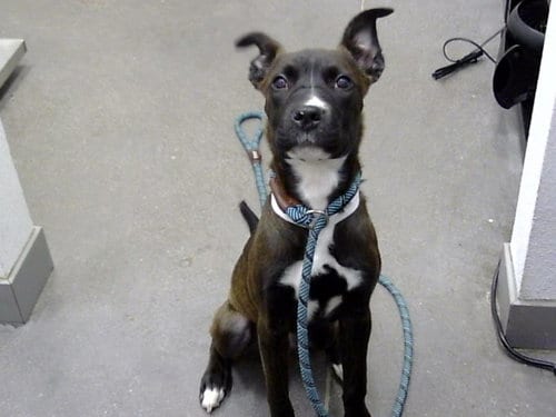 Photo of Lupita, adoptable American Pit Bull Terrier in Mesa, Arizona