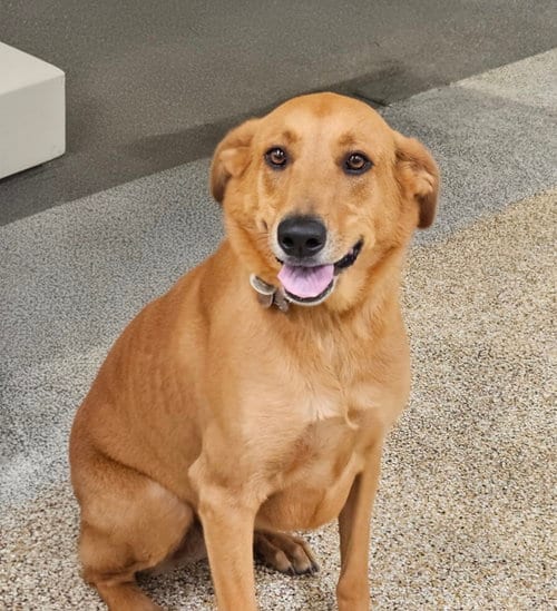 Photo of Princess, adoptable German Shepherd Dog in Los Angeles, California