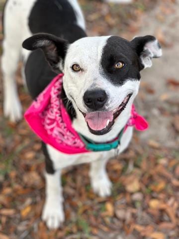 Photo of Laurel, adoptable Australian Cattle Dog/Blue Heeler in Lufkin, Texas